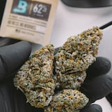 cannabis-in-hand-(1)