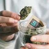 holding-jar-of-cannabis-and-boveda-(1)